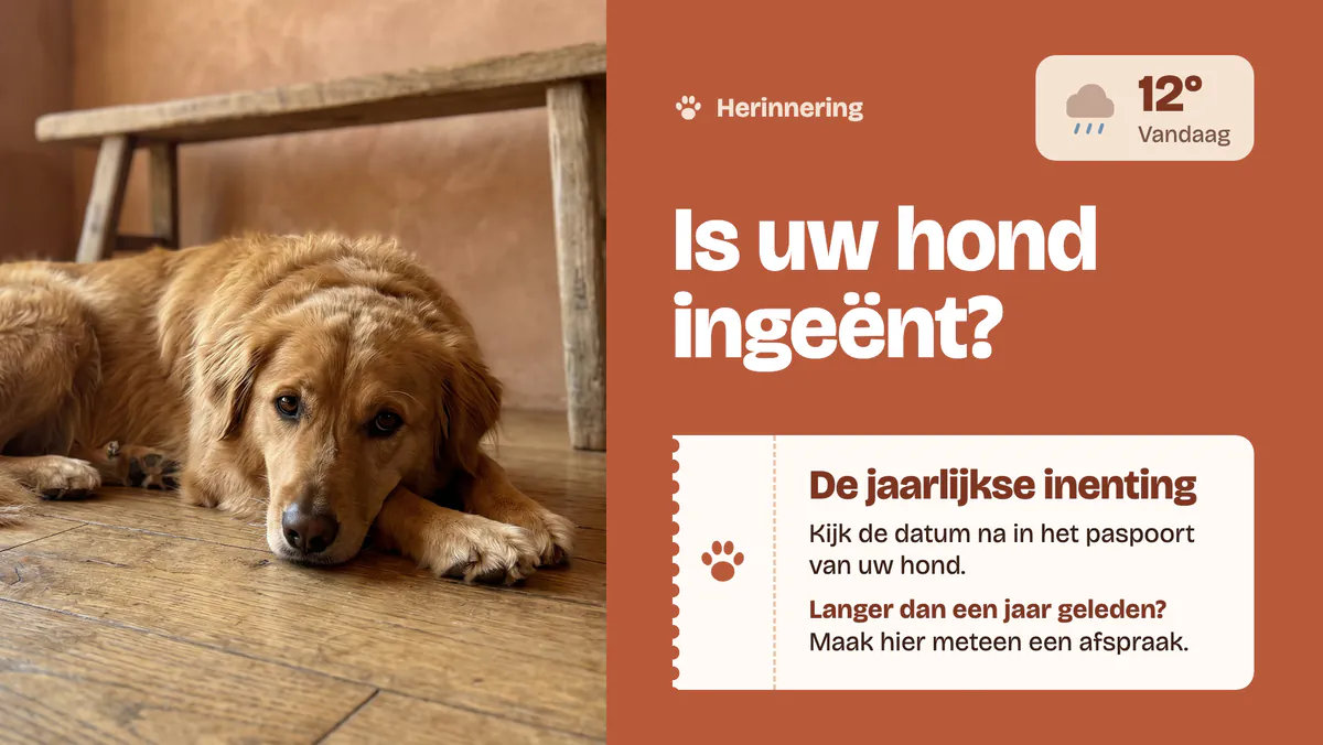 Scherm van een dierenartspraktijk met een liggende hond, de vraag of uw hond ingeënt is en een herinnering aan de jaarlijkse inenting